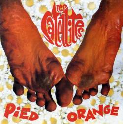 Pied Orange